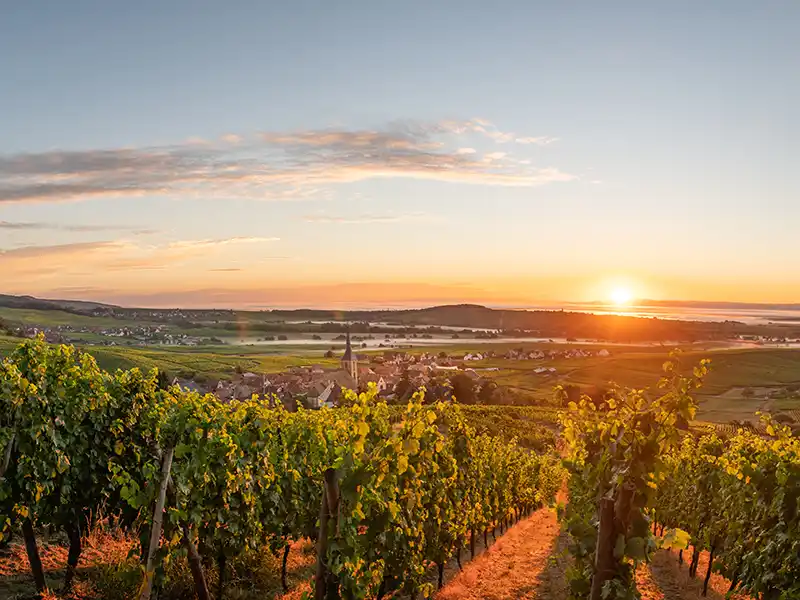 Le vignoble de Saint-Emilion à Bordeaux